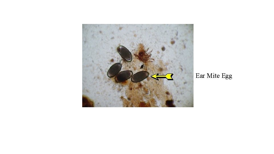 Ear Mite Egg 