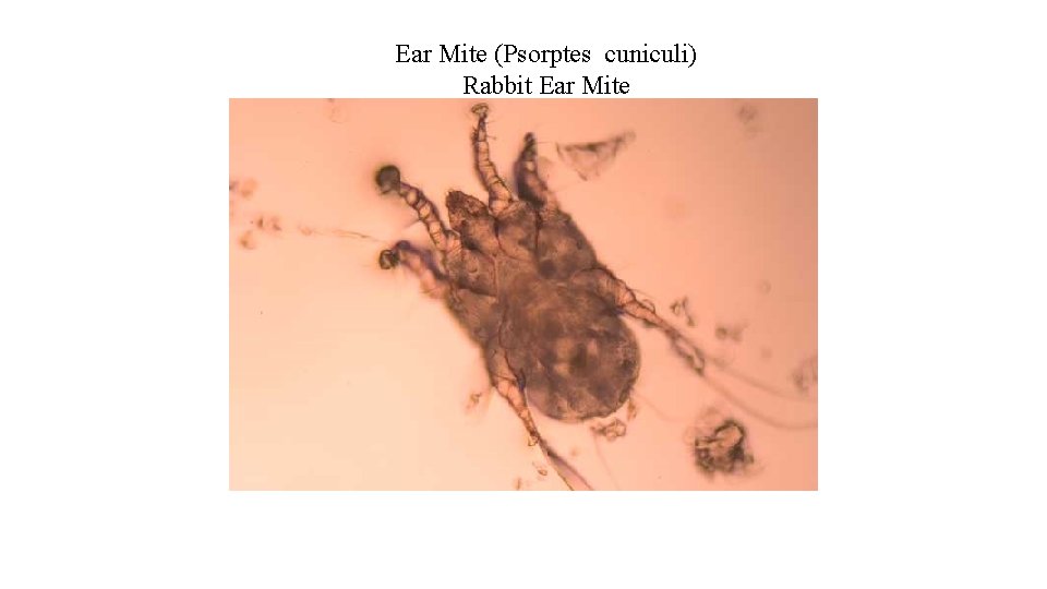 Ear Mite (Psorptes cuniculi) Rabbit Ear Mite 