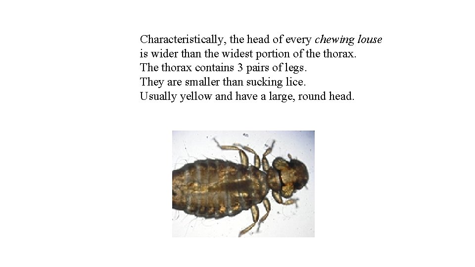 Characteristically, the head of every chewing louse is wider than the widest portion of