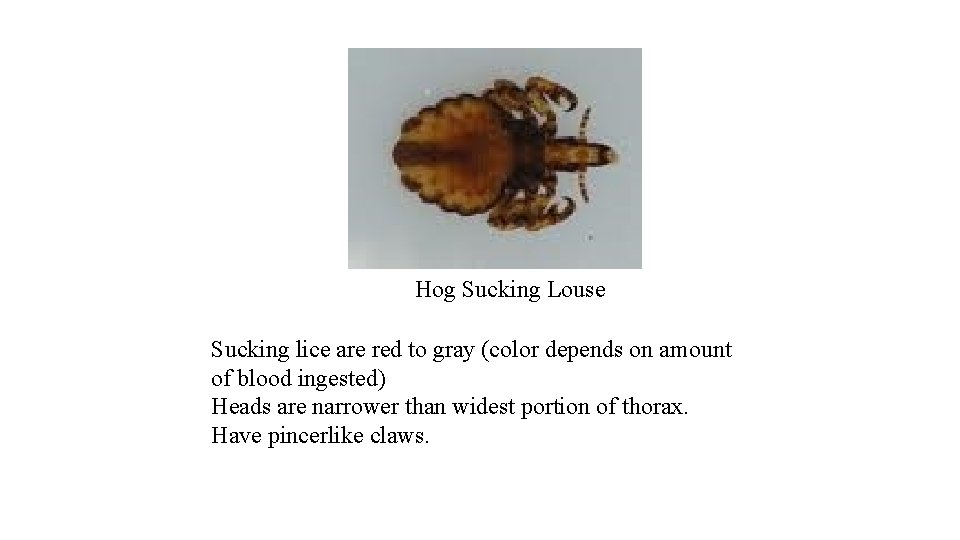 Hog Sucking Louse Sucking lice are red to gray (color depends on amount of