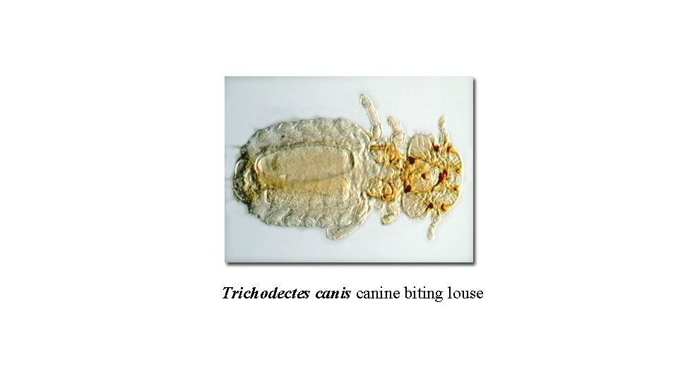 Trichodectes canine biting louse 