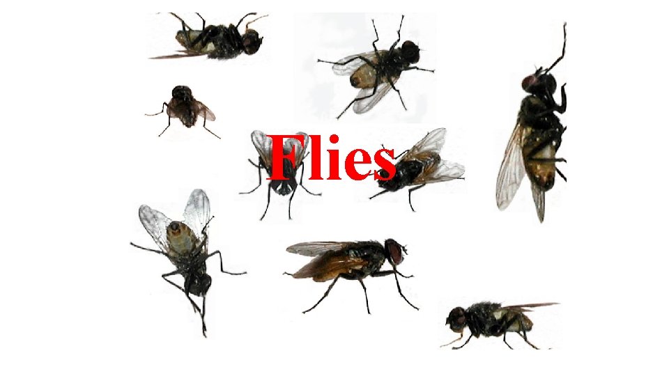 Flies 