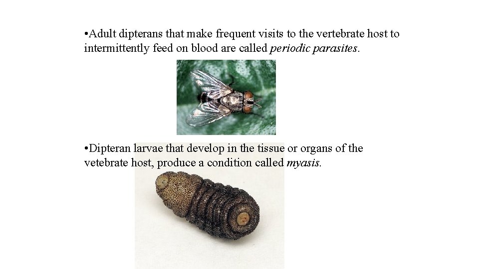  • Adult dipterans that make frequent visits to the vertebrate host to intermittently