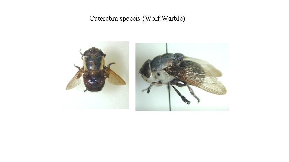 Cuterebra speceis (Wolf Warble) 
