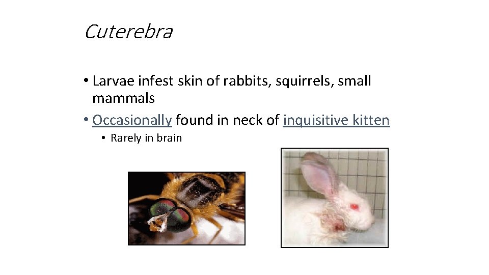 Cuterebra • Larvae infest skin of rabbits, squirrels, small mammals • Occasionally found in