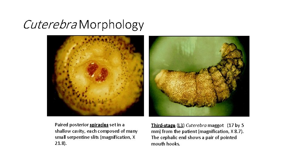 Cuterebra Morphology Paired posterior spiracles set in a shallow cavity, each composed of many