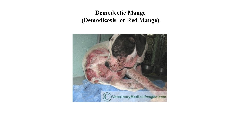 Demodectic Mange (Demodicosis or Red Mange) 