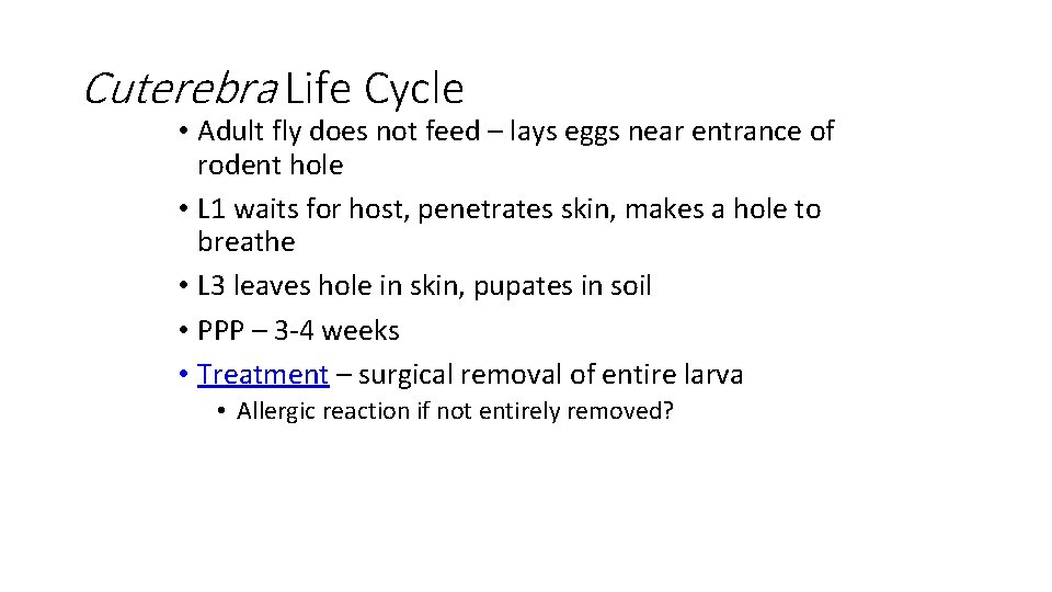 Cuterebra Life Cycle • Adult fly does not feed – lays eggs near entrance