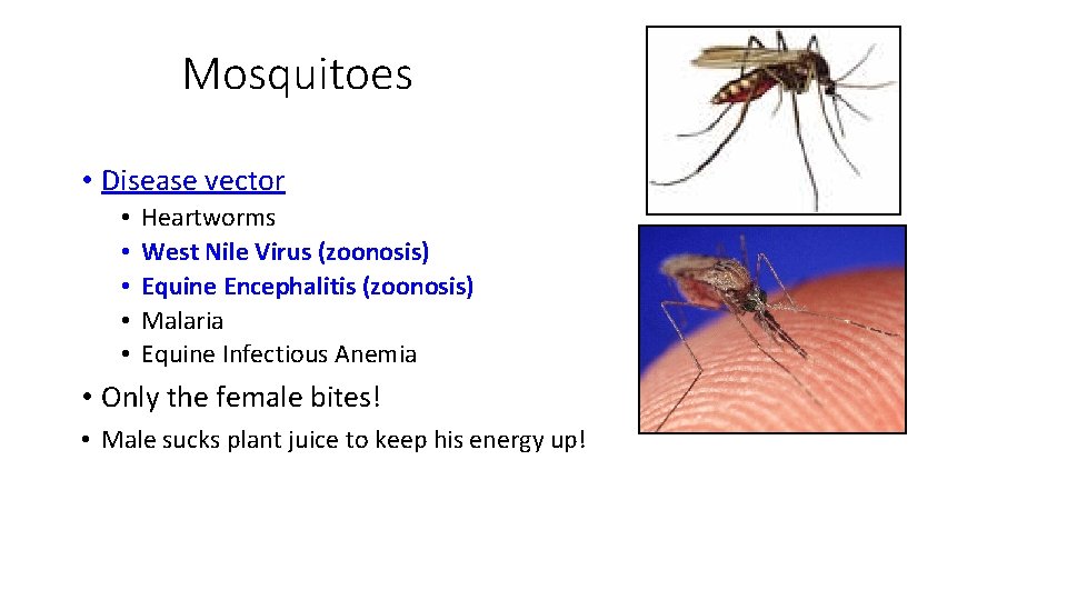 Mosquitoes • Disease vector • • • Heartworms West Nile Virus (zoonosis) Equine Encephalitis