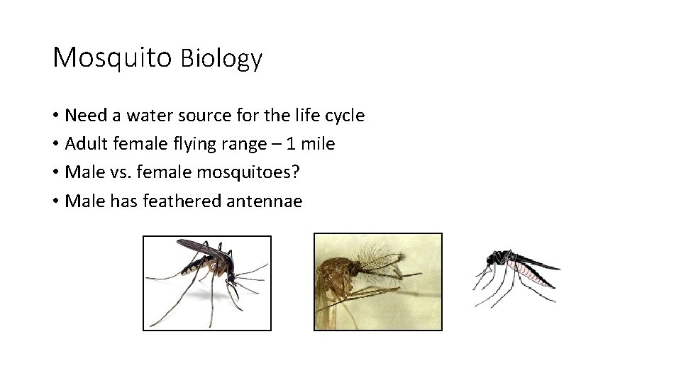 Mosquito Biology • Need a water source for the life cycle • Adult female