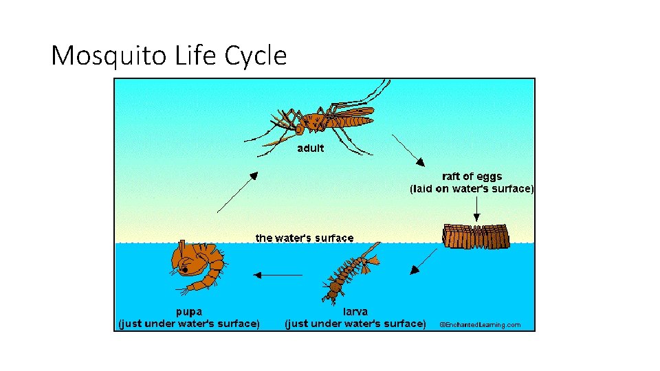 Mosquito Life Cycle 