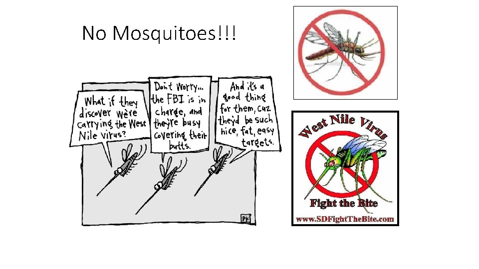 No Mosquitoes!!! 