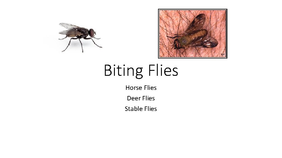 Biting Flies Horse Flies Deer Flies Stable Flies 