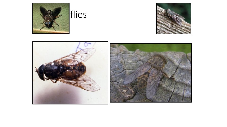 Horseflies 