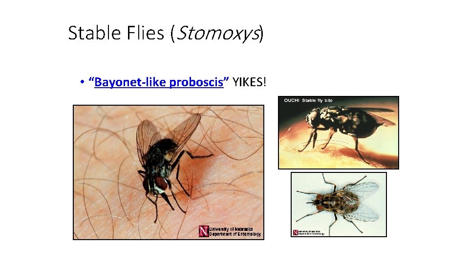 Stable Flies (Stomoxys) • “Bayonet-like proboscis” YIKES! 