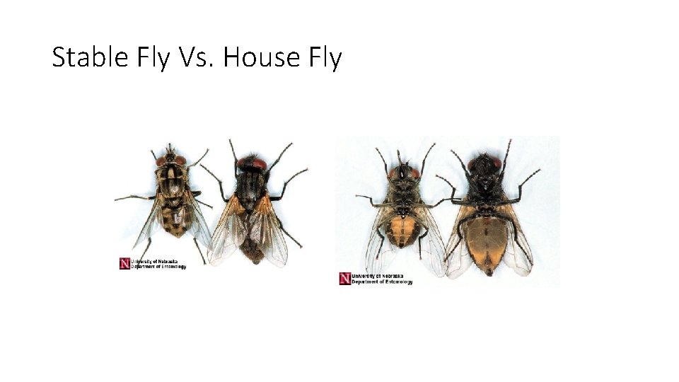 Stable Fly Vs. House Fly 