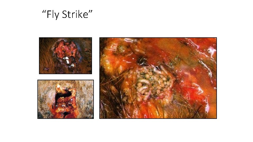 “Fly Strike” 