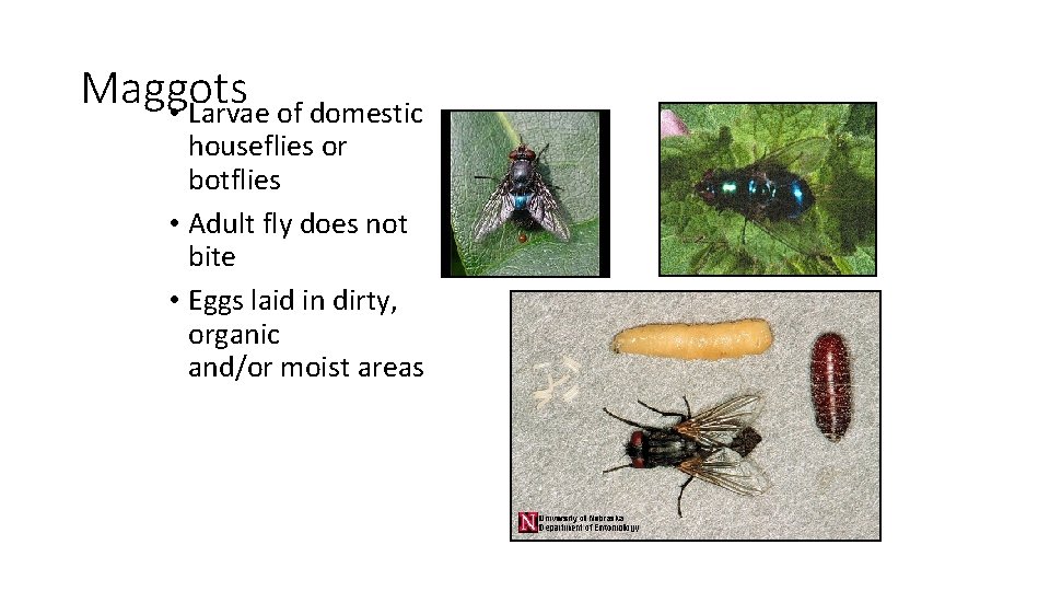 Maggots • Larvae of domestic houseflies or botflies • Adult fly does not bite