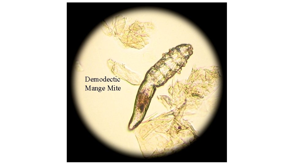 Demodectic Mange Mite 