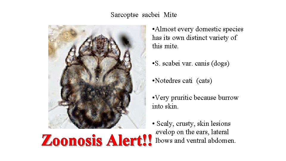 Sarcoptse sacbei Mite • Almost every domestic species has its own distinct variety of
