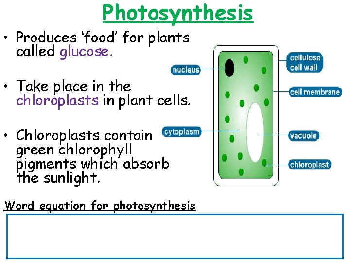Photosynthesis • Produces ‘food’ for plants called glucose. • Take place in the chloroplasts
