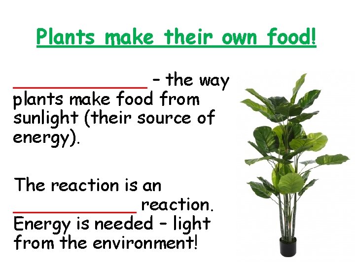 Plants make their own food! ______ – the way plants make food from sunlight