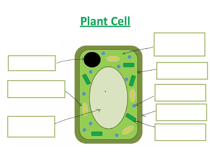 Plant Cell 