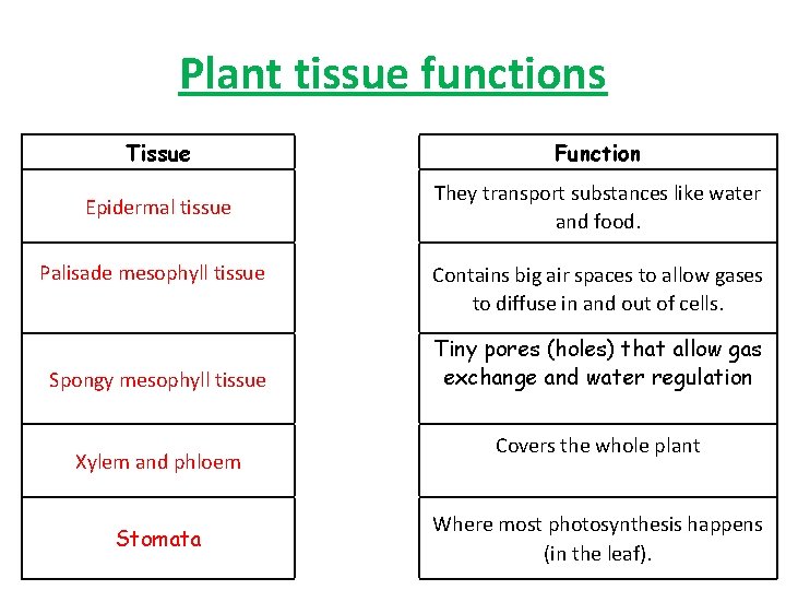 Plant tissue functions Tissue Function Epidermal tissue They transport substances like water and food.