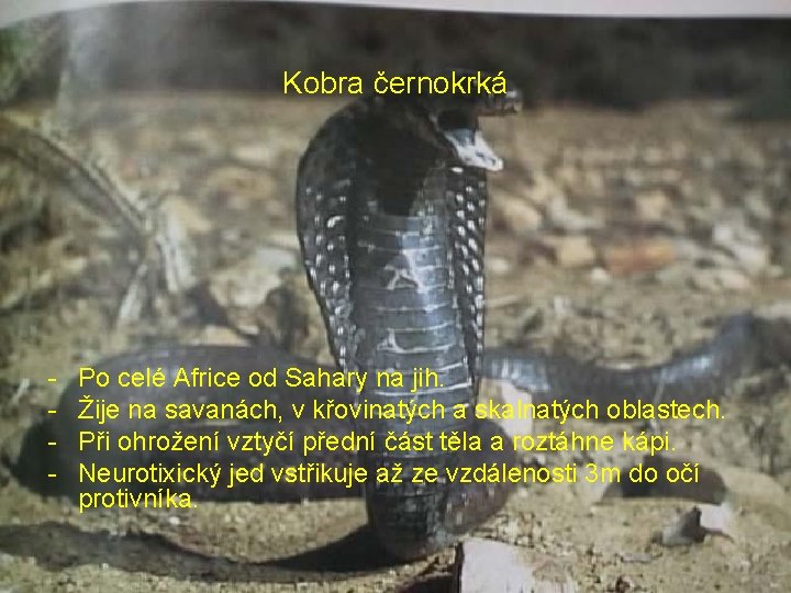 Kobra černokrká - Po celé Africe od Sahary na jih. Žije na savanách, v