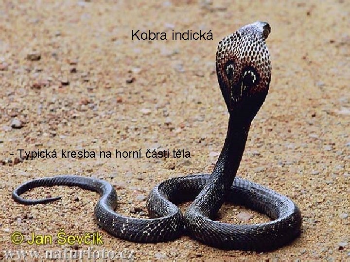 Kobra indická - Typická kresba na horní části těla 
