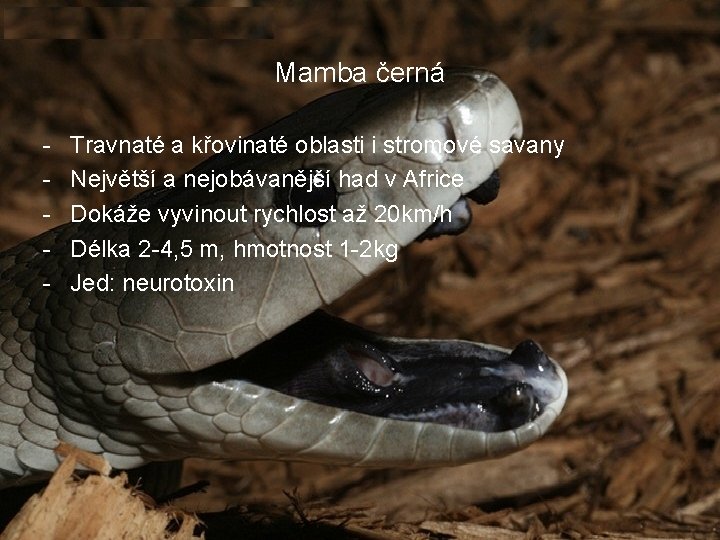 Mamba černá - Travnaté a křovinaté oblasti i stromové savany Největší a nejobávanější had