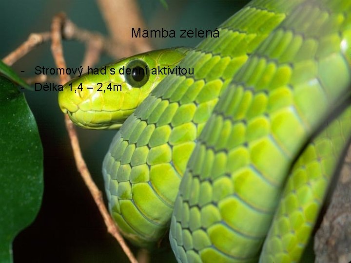 Mamba zelená - Stromový had s denní aktivitou - Délka 1, 4 – 2,