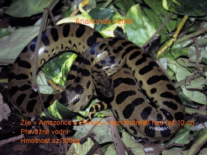 Anakonda velká - Žije v Amazonce a Orinoku, nejmohutnější had (až 10 m) -