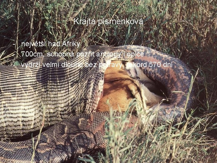 Krajta písmenková - největší had Afriky - 700 cm, schopná pozřít antilopy i opice