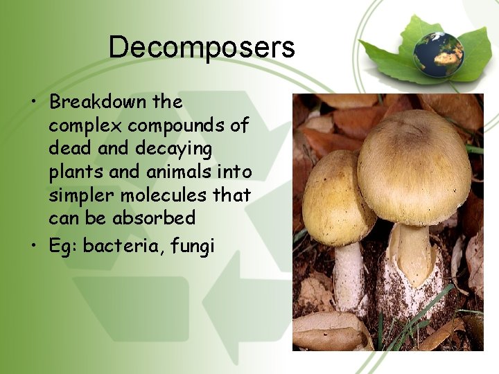 Decomposers • Breakdown the complex compounds of dead and decaying plants and animals into