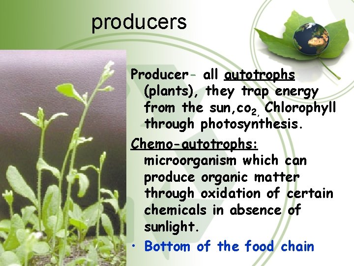 producers Producer- all autotrophs (plants), they trap energy from the sun, co 2, Chlorophyll