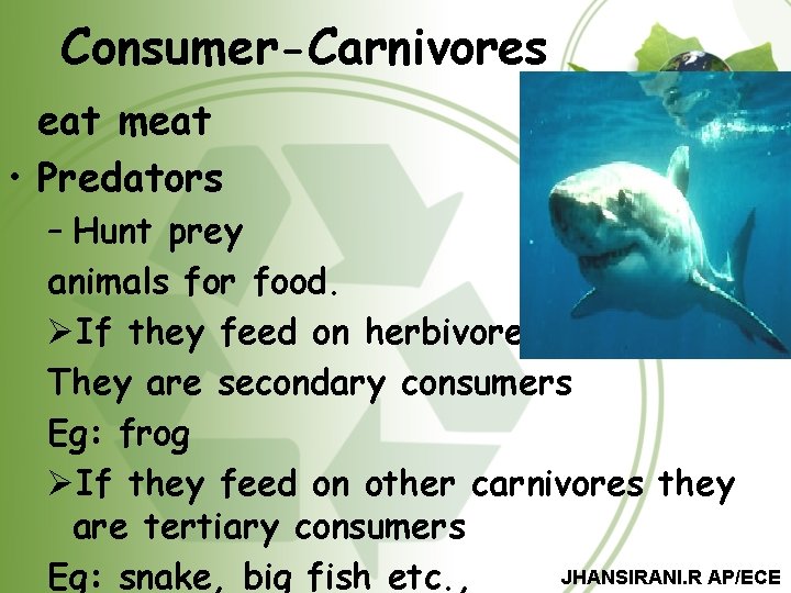 Consumer-Carnivores eat meat • Predators – Hunt prey animals for food. ØIf they feed