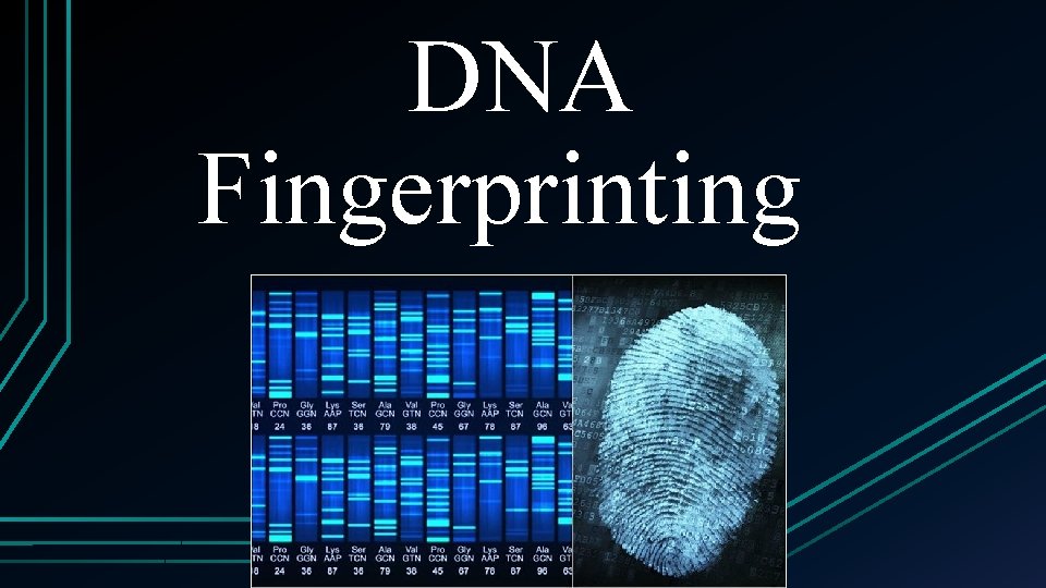 DNA Fingerprinting 