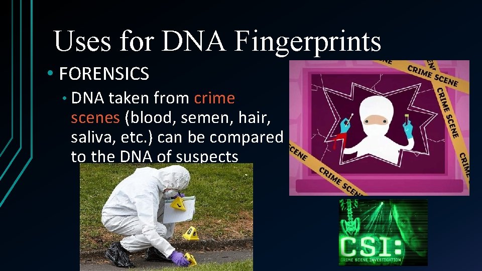 Uses for DNA Fingerprints • FORENSICS • DNA taken from crime scenes (blood, semen,