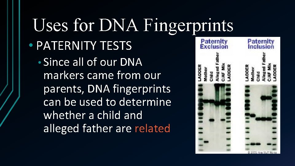 Uses for DNA Fingerprints • PATERNITY TESTS • Since all of our DNA markers