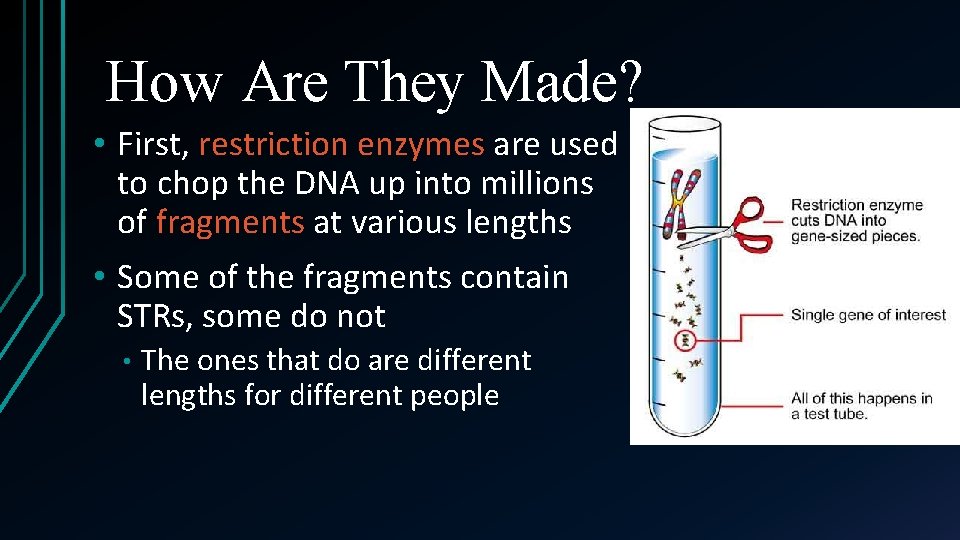 How Are They Made? • First, restriction enzymes are used to chop the DNA