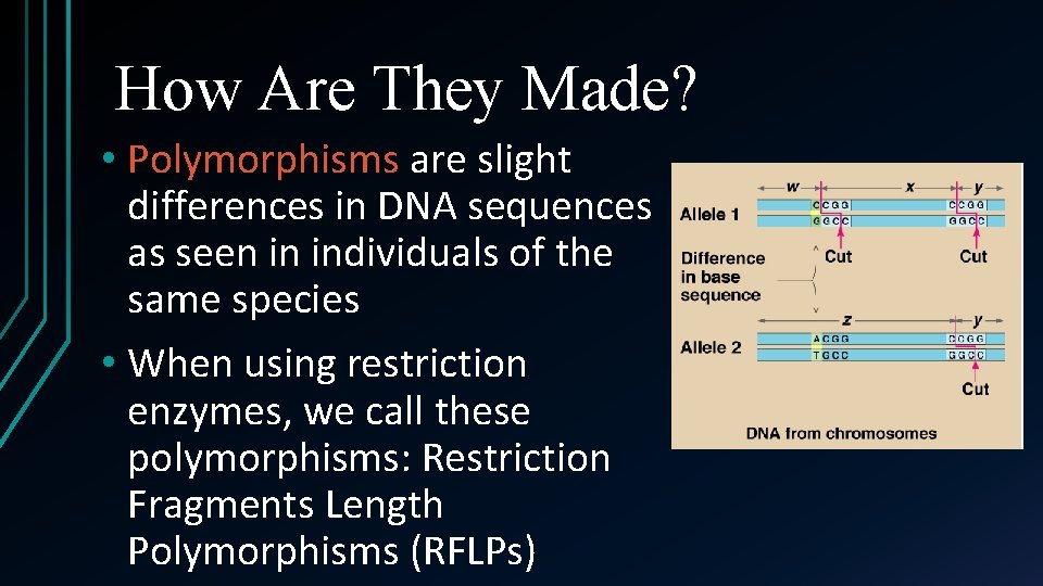 How Are They Made? • Polymorphisms are slight differences in DNA sequences as seen