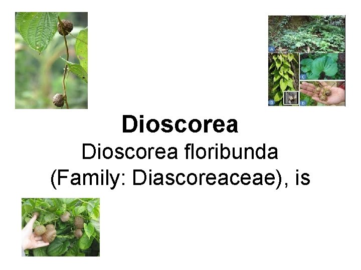 Dioscorea floribunda (Family: Diascoreaceae), is 