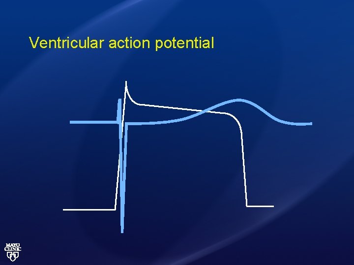 Ventricular action potential 