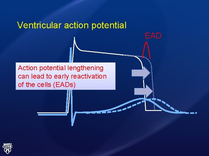 Ventricular action potential EAD Action potential lengthening can lead to early reactivation of the