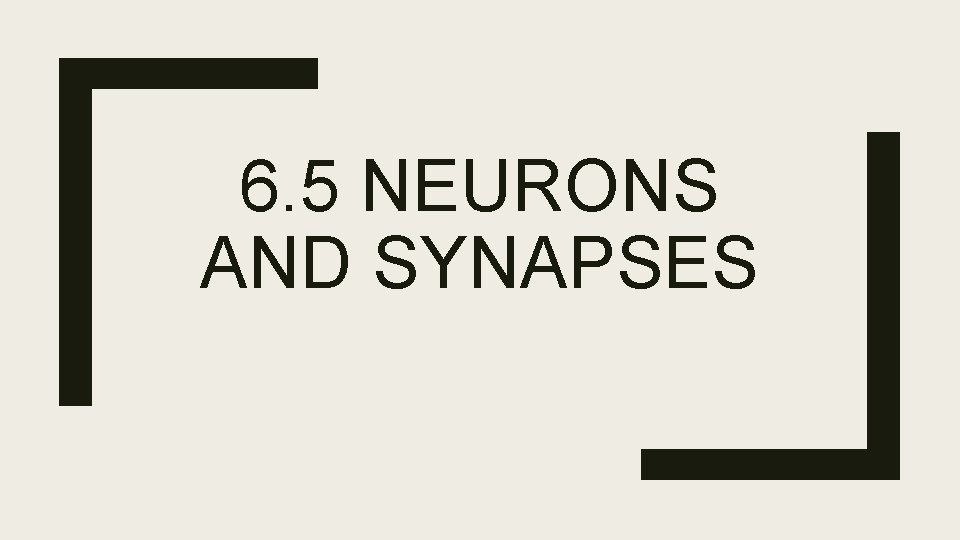 6. 5 NEURONS AND SYNAPSES 