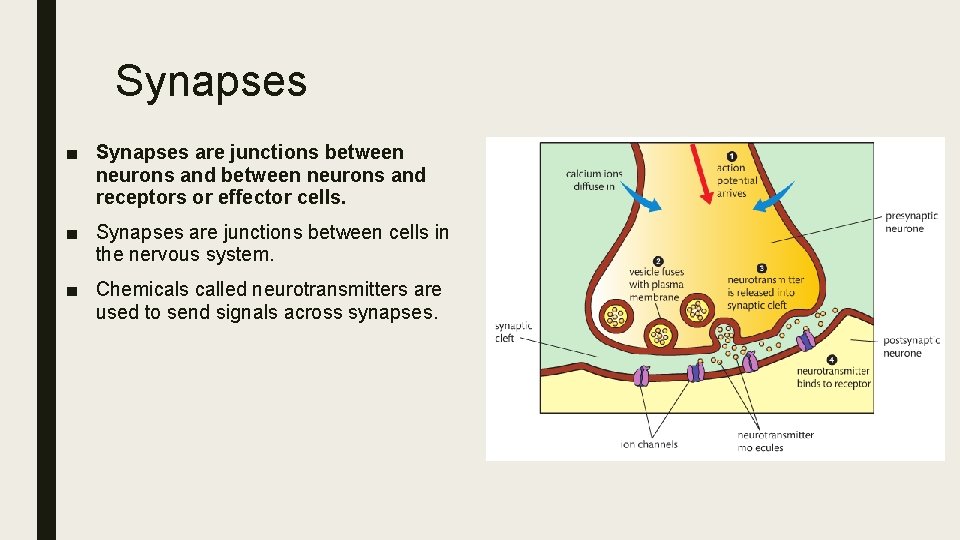 Synapses ■ Synapses are junctions between neurons and receptors or effector cells. ■ Synapses