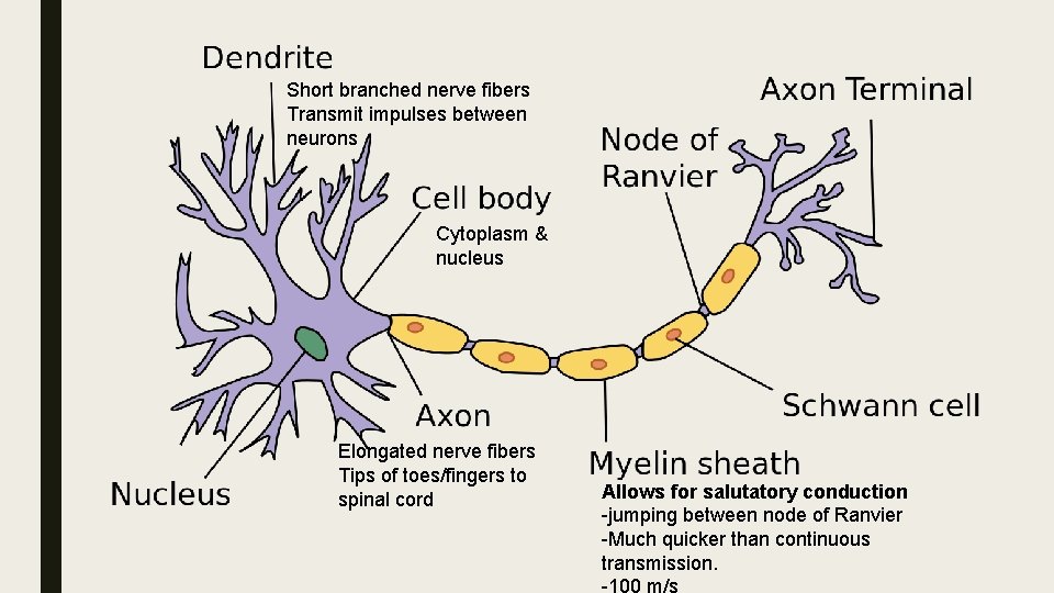 Short branched nerve fibers Transmit impulses between neurons Cytoplasm & nucleus Elongated nerve fibers