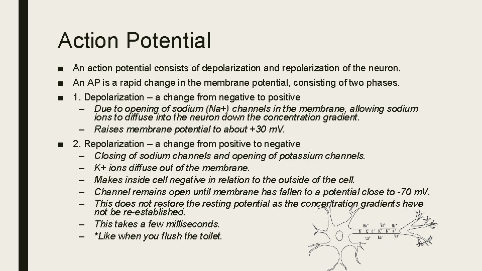 Action Potential ■ An action potential consists of depolarization and repolarization of the neuron.