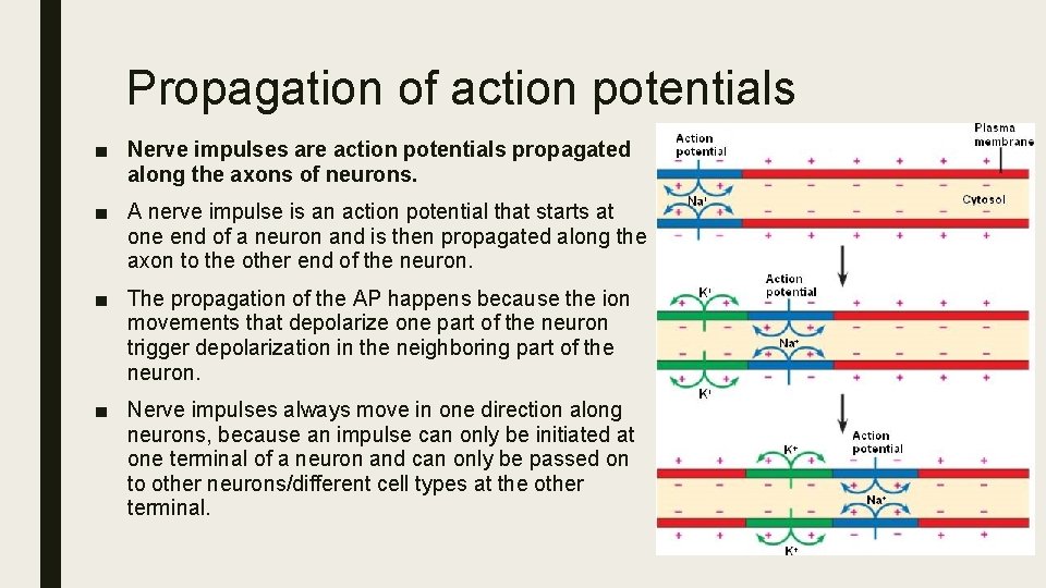 Propagation of action potentials ■ Nerve impulses are action potentials propagated along the axons
